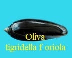 oliva tigridella oriola